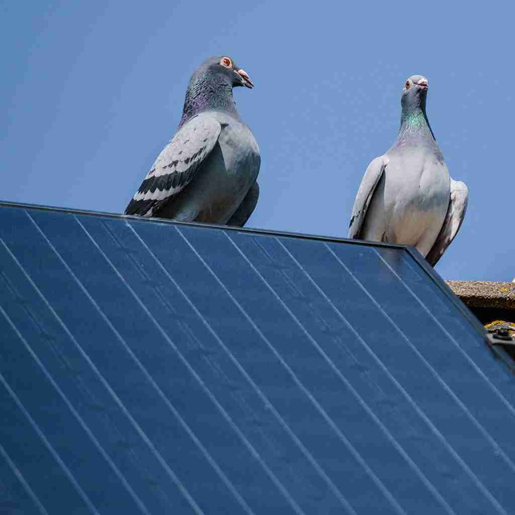Pigeon On Solar Panels ESE Group igeon Proofing